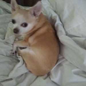 Meet your Posher, Clyde